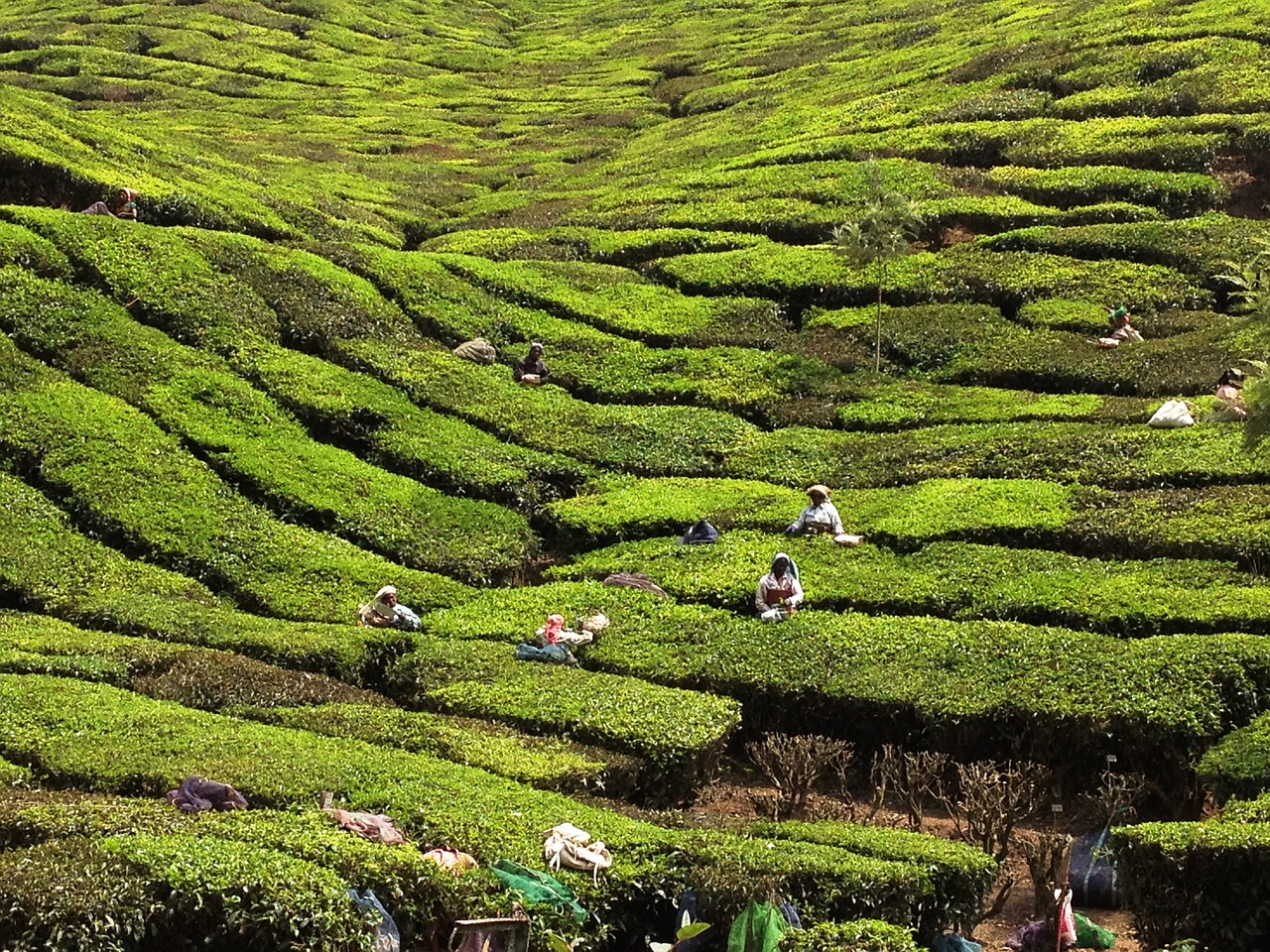 kerala india tea planters free photo