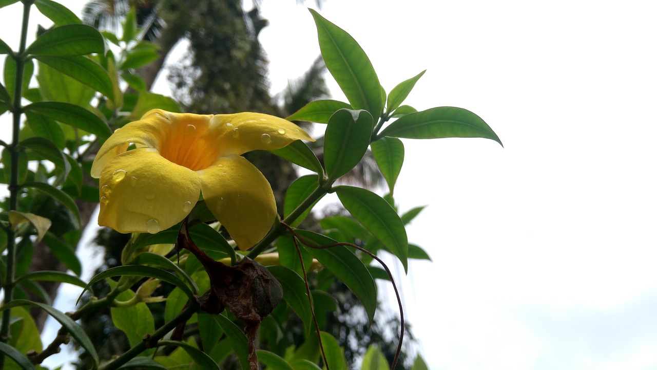 kerala yellow flower free photo