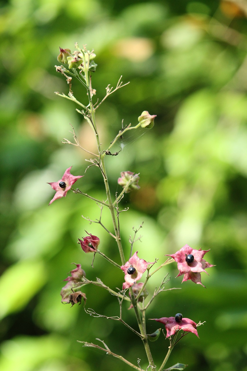 kerala  india  flower free photo