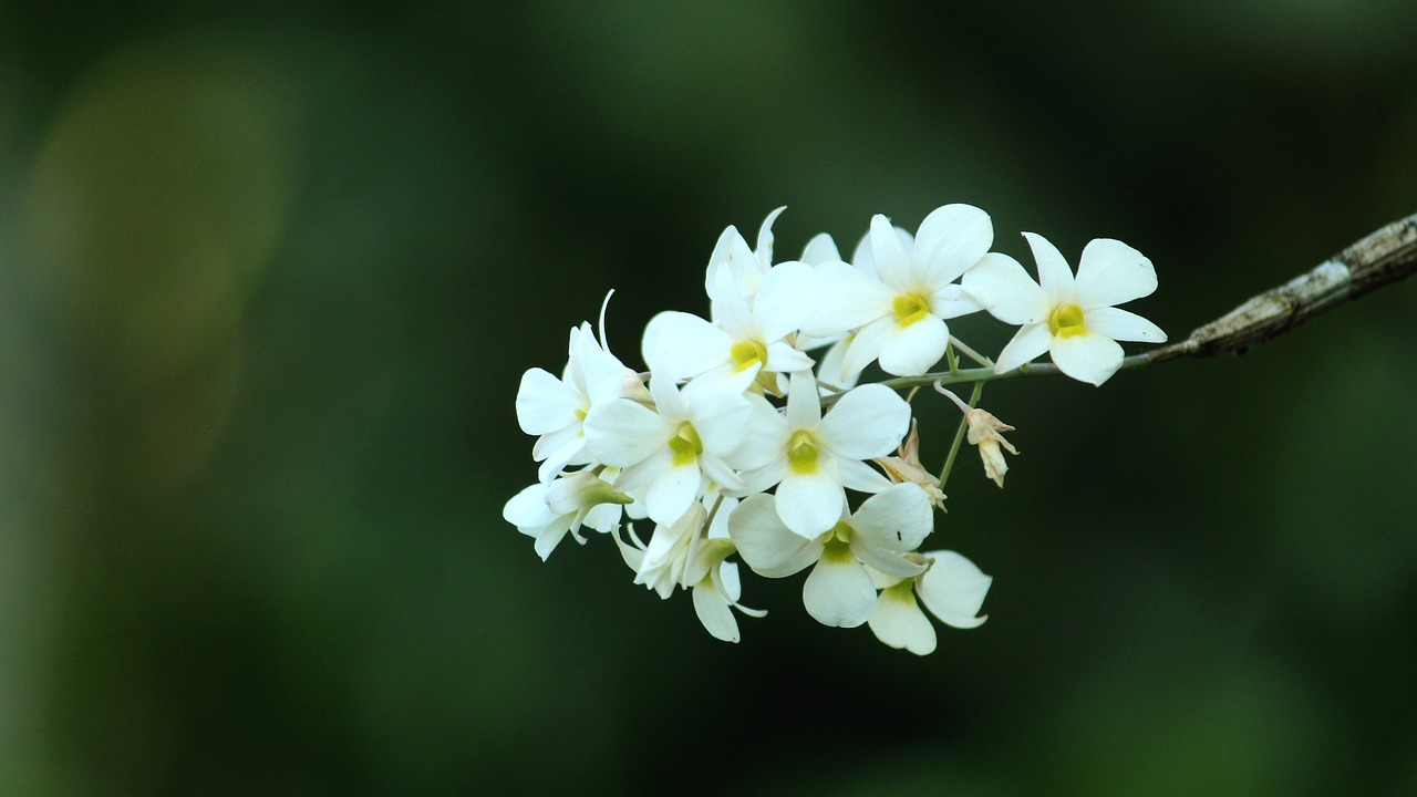 kerala  india  flower free photo