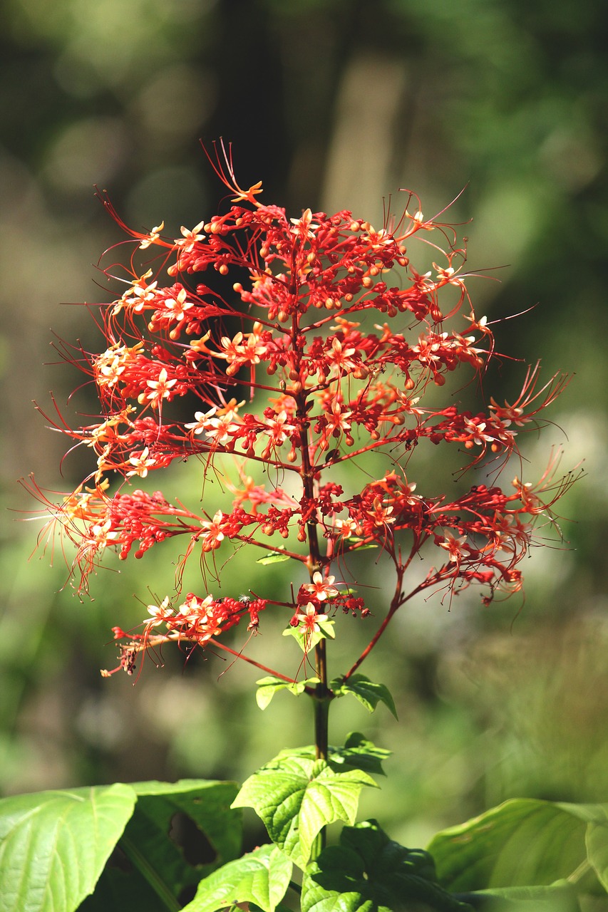 kerala  india  flower free photo