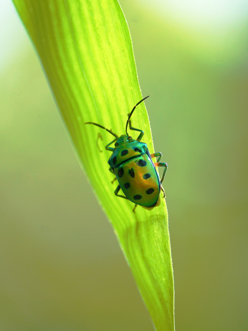 kerala  india  beetle free photo
