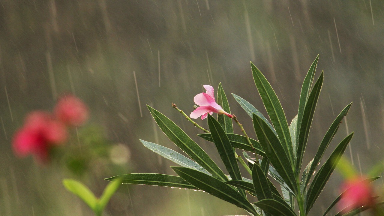 kerala  india  flower free photo