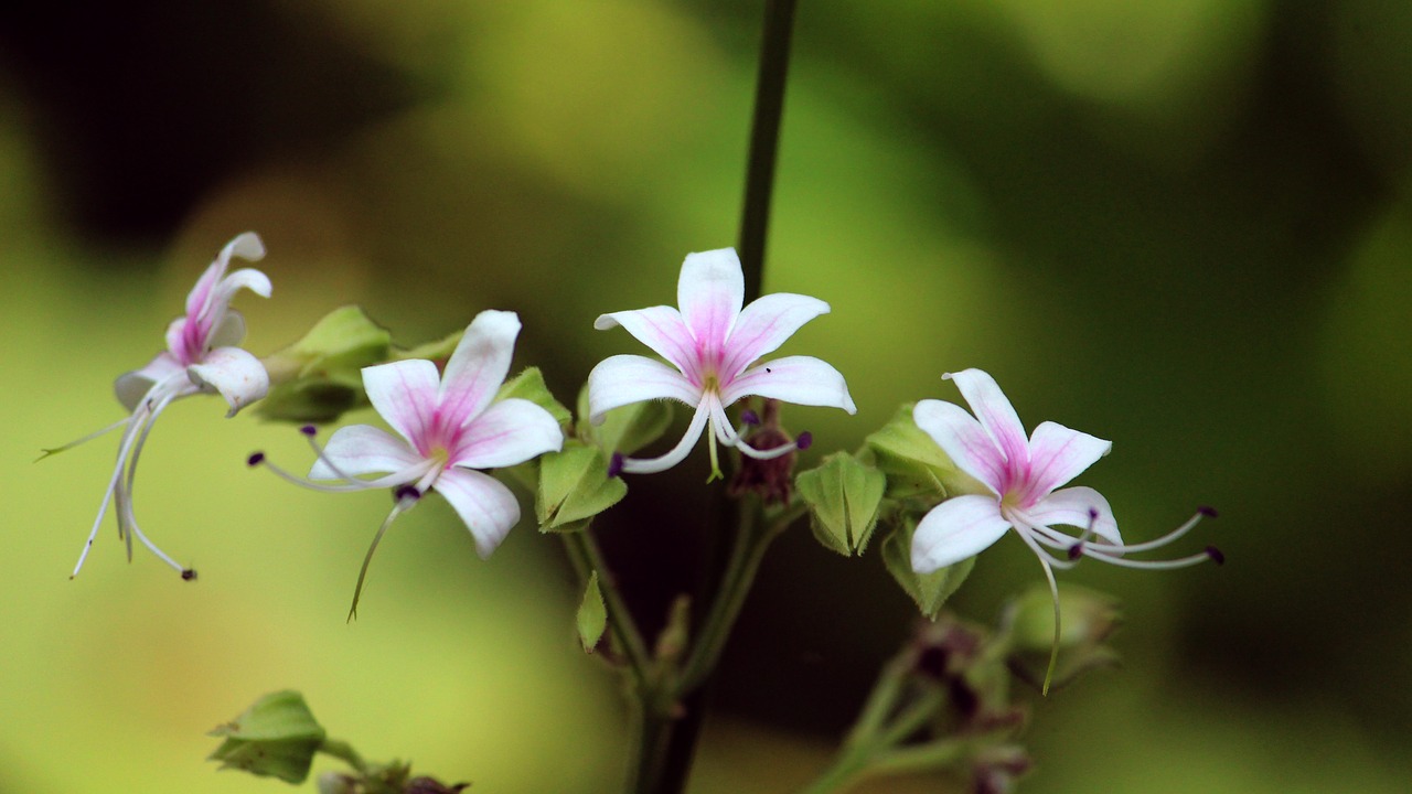 kerala  india  flower free photo