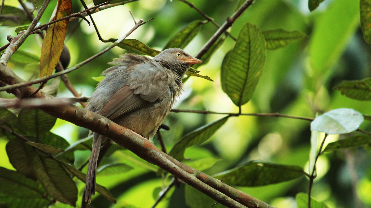 kerala  india  jungle babbler free photo