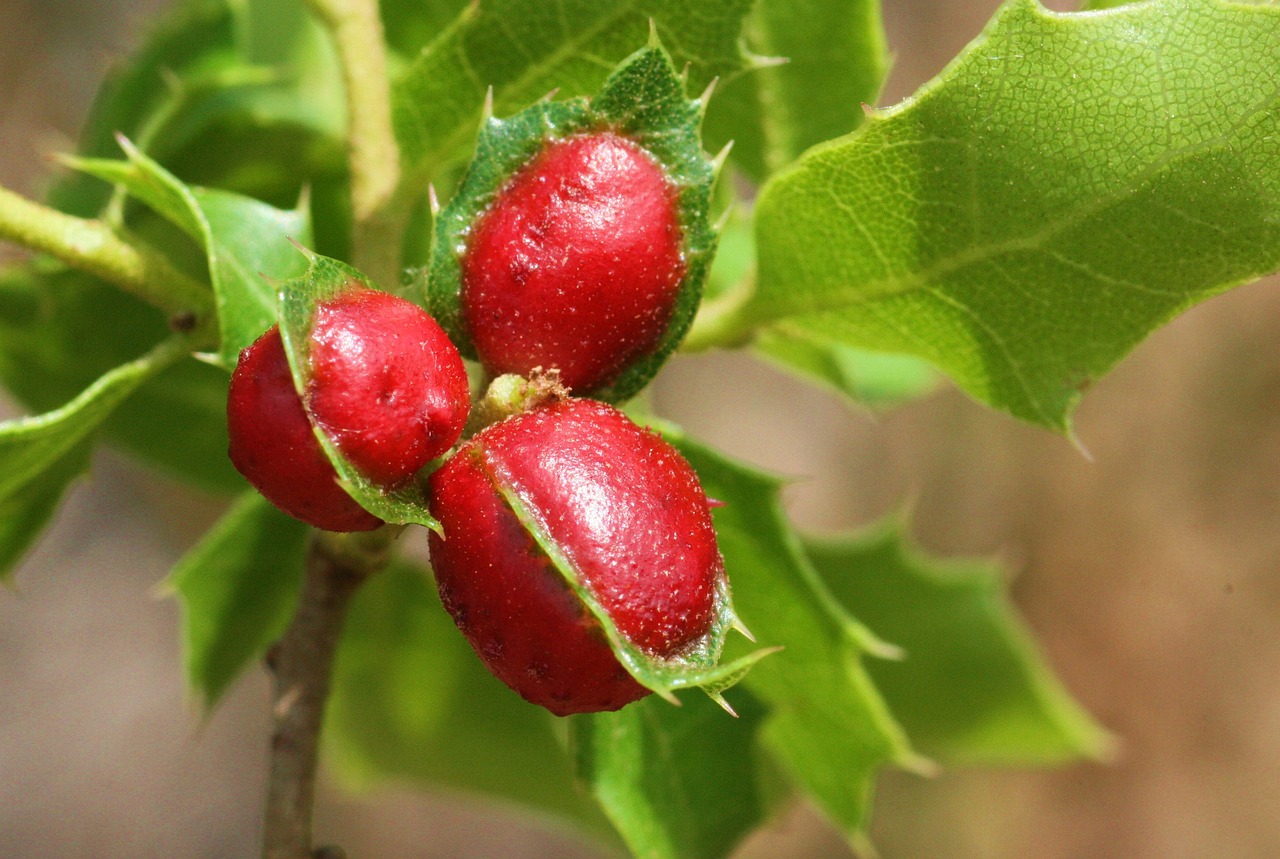 kermes oak cochineal scrubland free photo