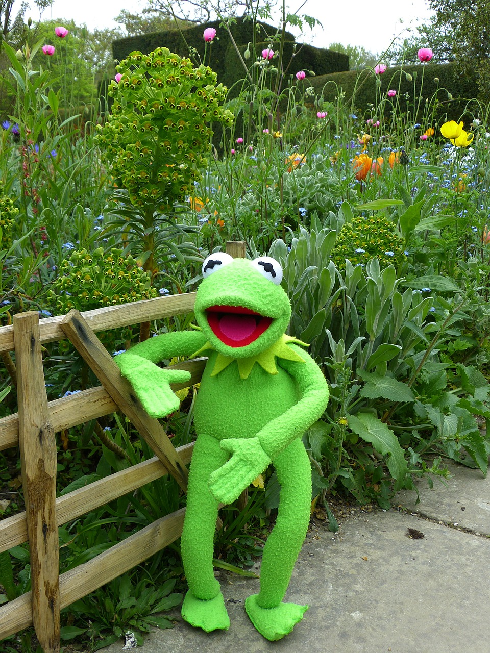 kermit frog garden free photo