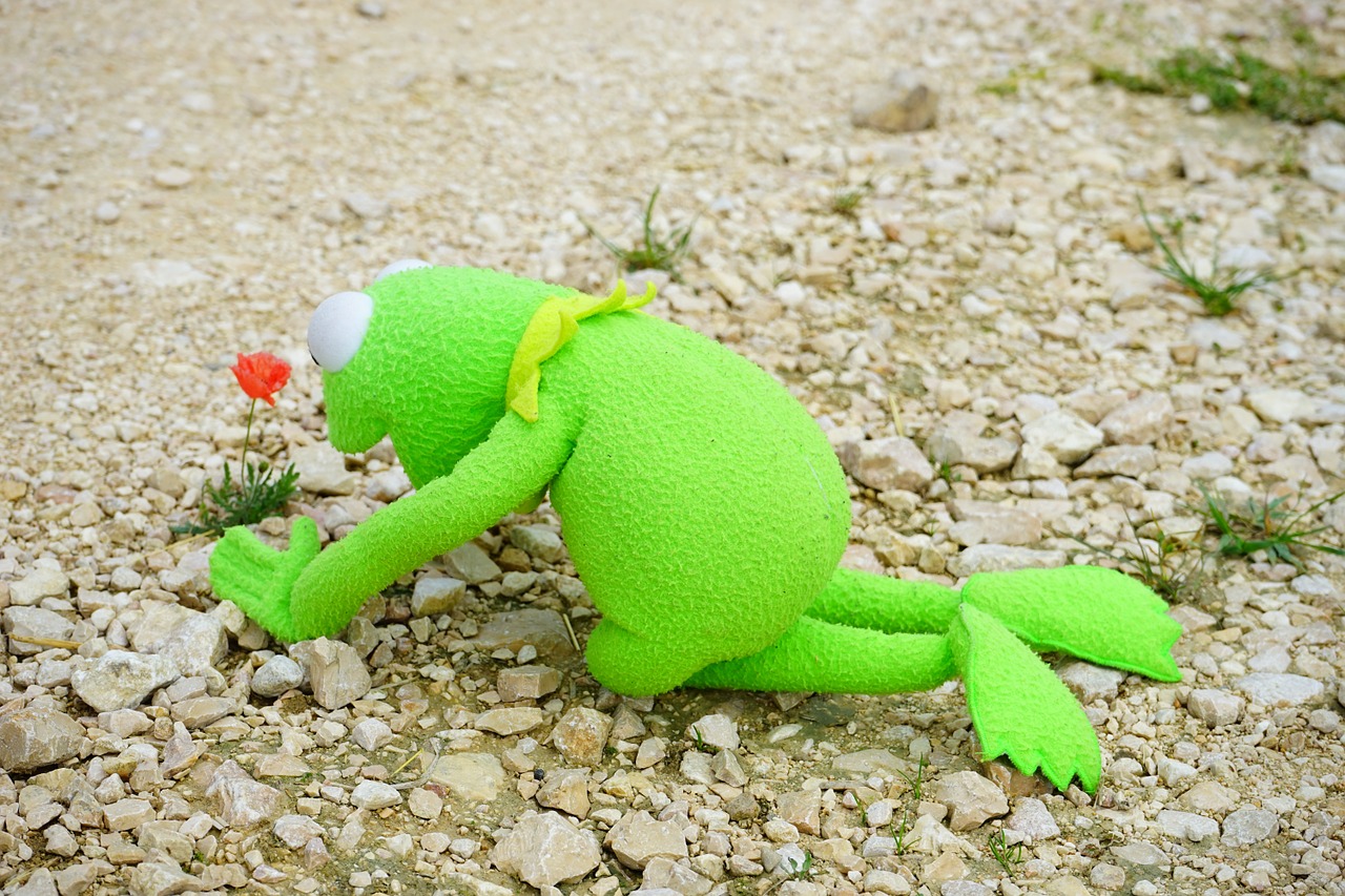 kermit frog hunger free photo