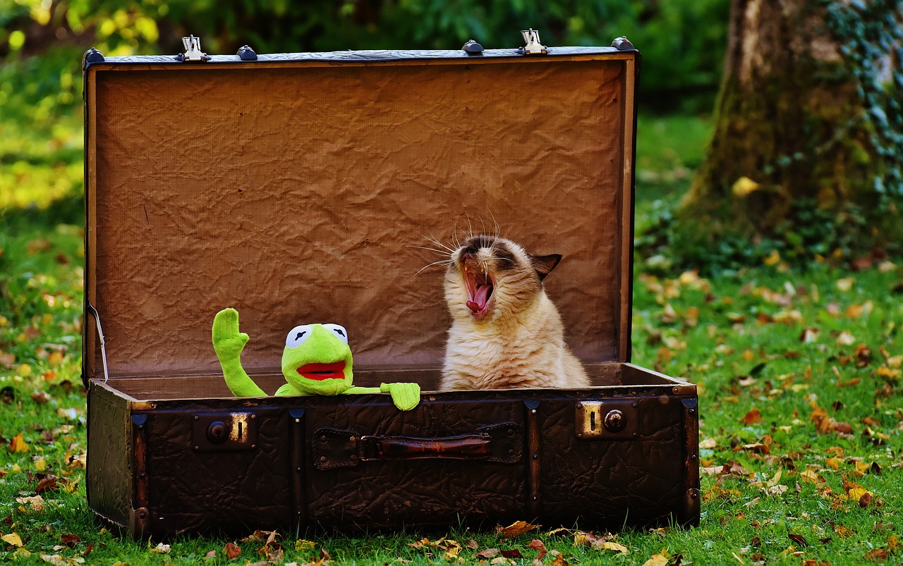 kermit luggage antique free photo