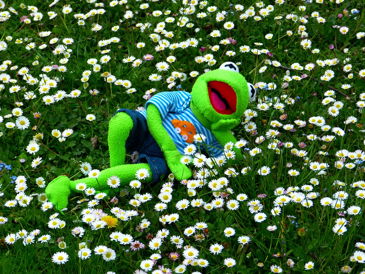 kermit frog meadow free photo