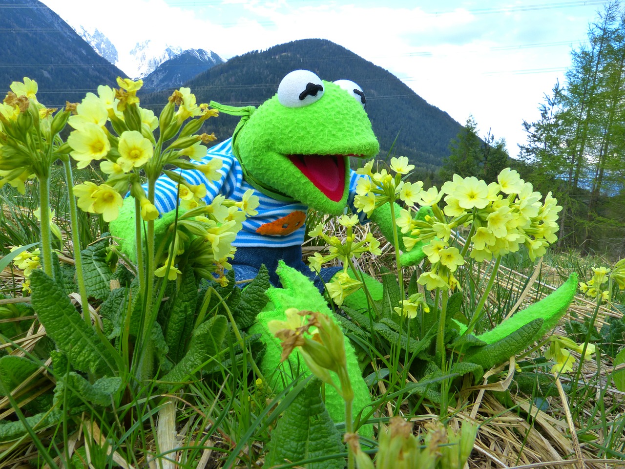 kermit frog marvel free photo