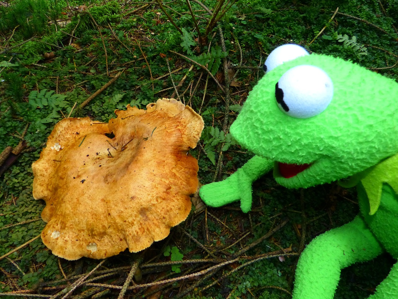kermit frog mushroom free photo