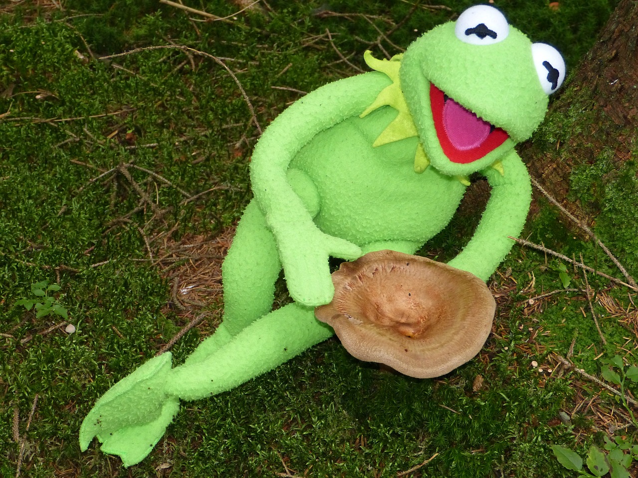 kermit frog mushroom free photo
