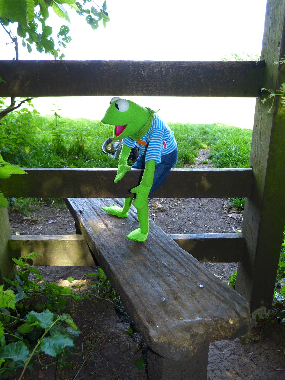 kermit frog get over free photo