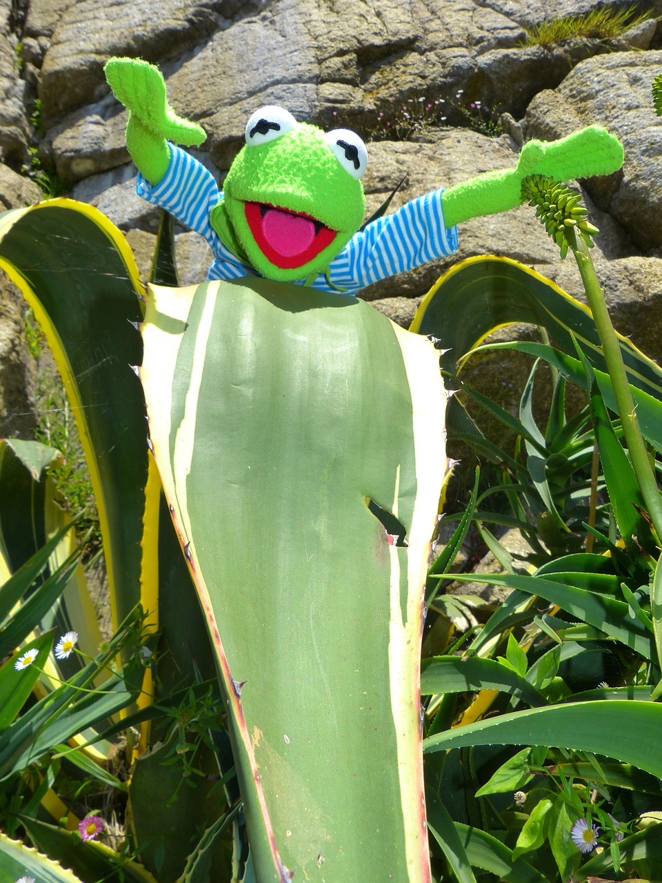 kermit frog agave free photo