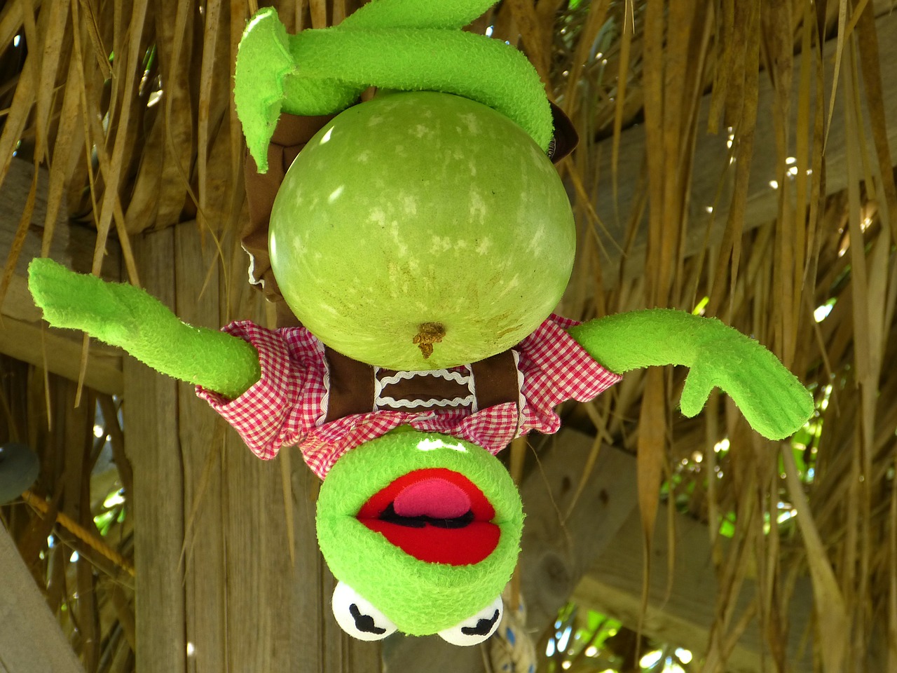 kermit frog calabash free photo