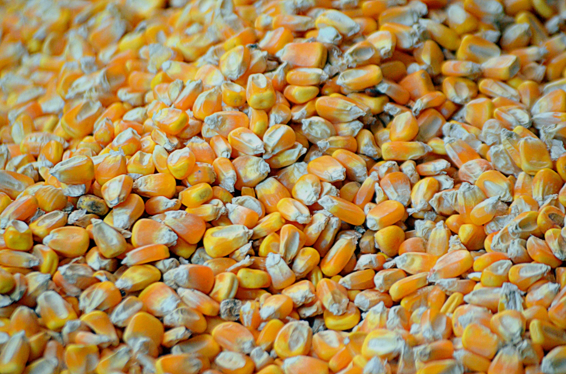 food corn yellow corn free photo