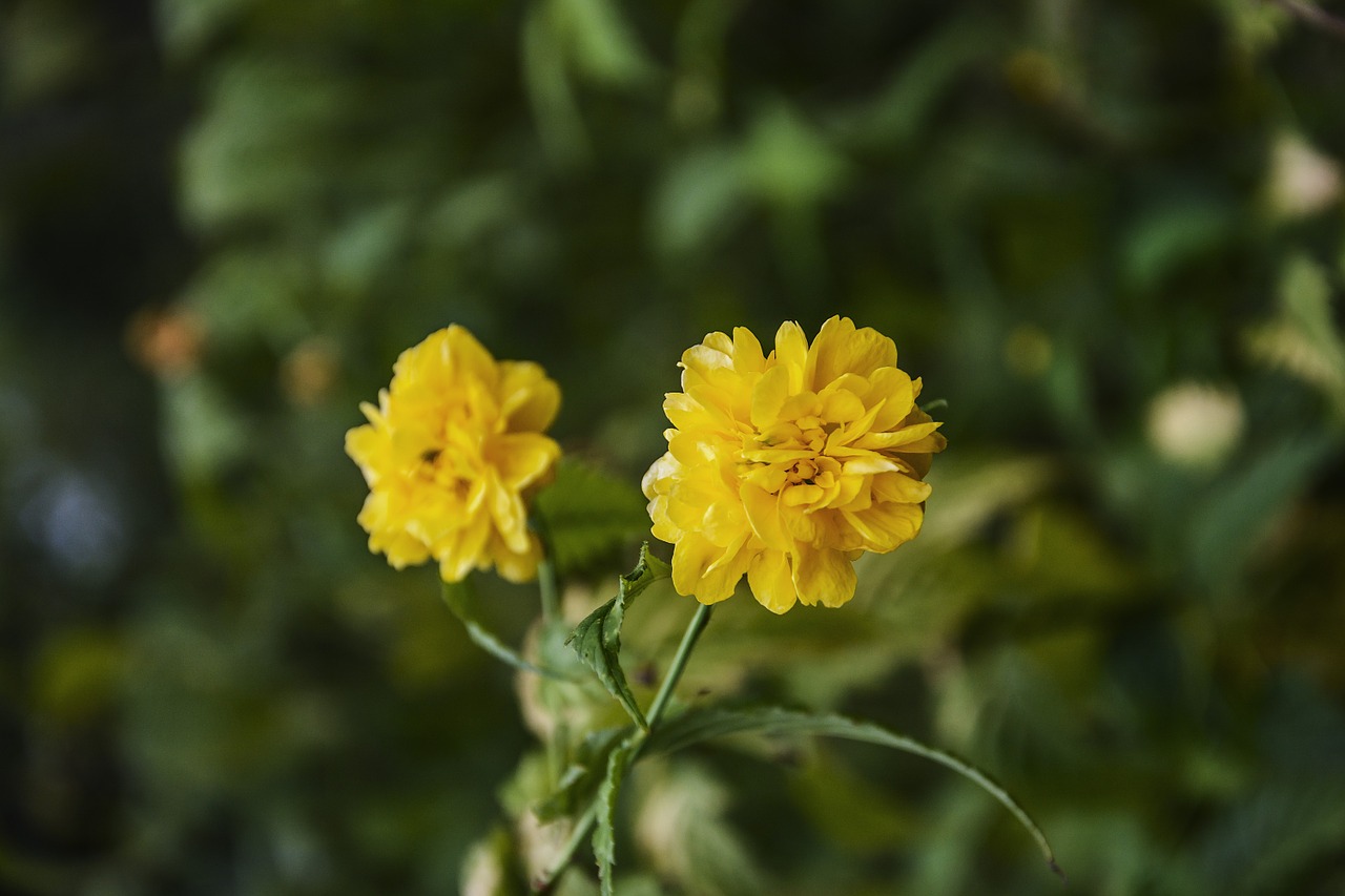 kerria japonica flowers plant free photo