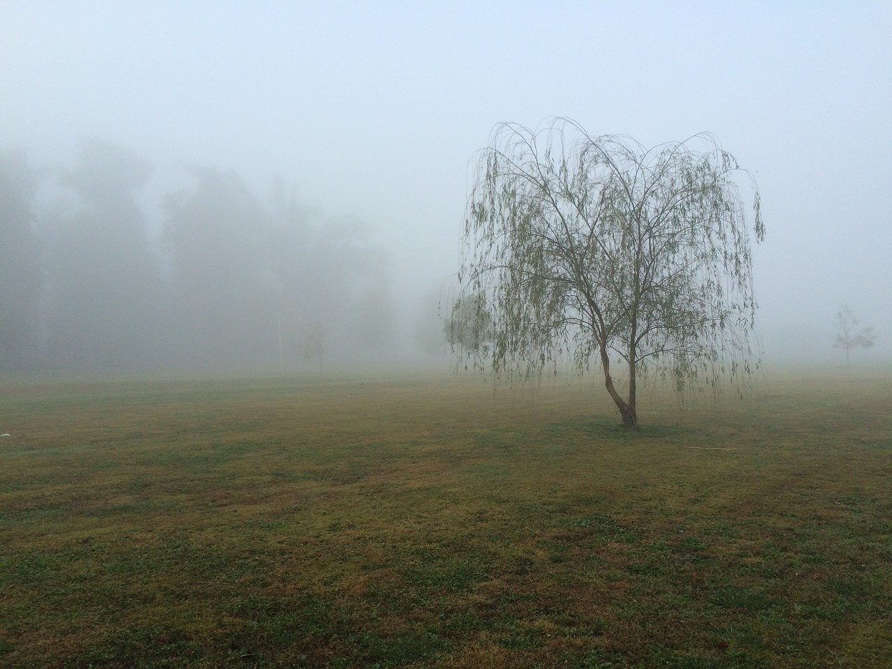 Печальные поляны. Поляна в тумане. Ива в тумане. Поляны в тумане Эстетика. Туман в поле страшно.
