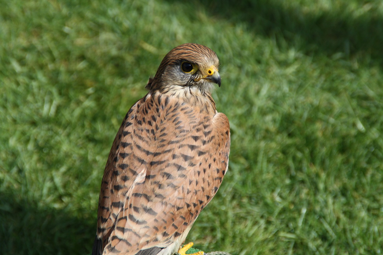 kestrel falcon bird free photo