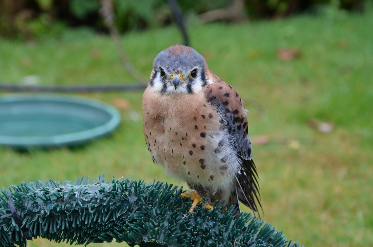 kestrel european bird free photo