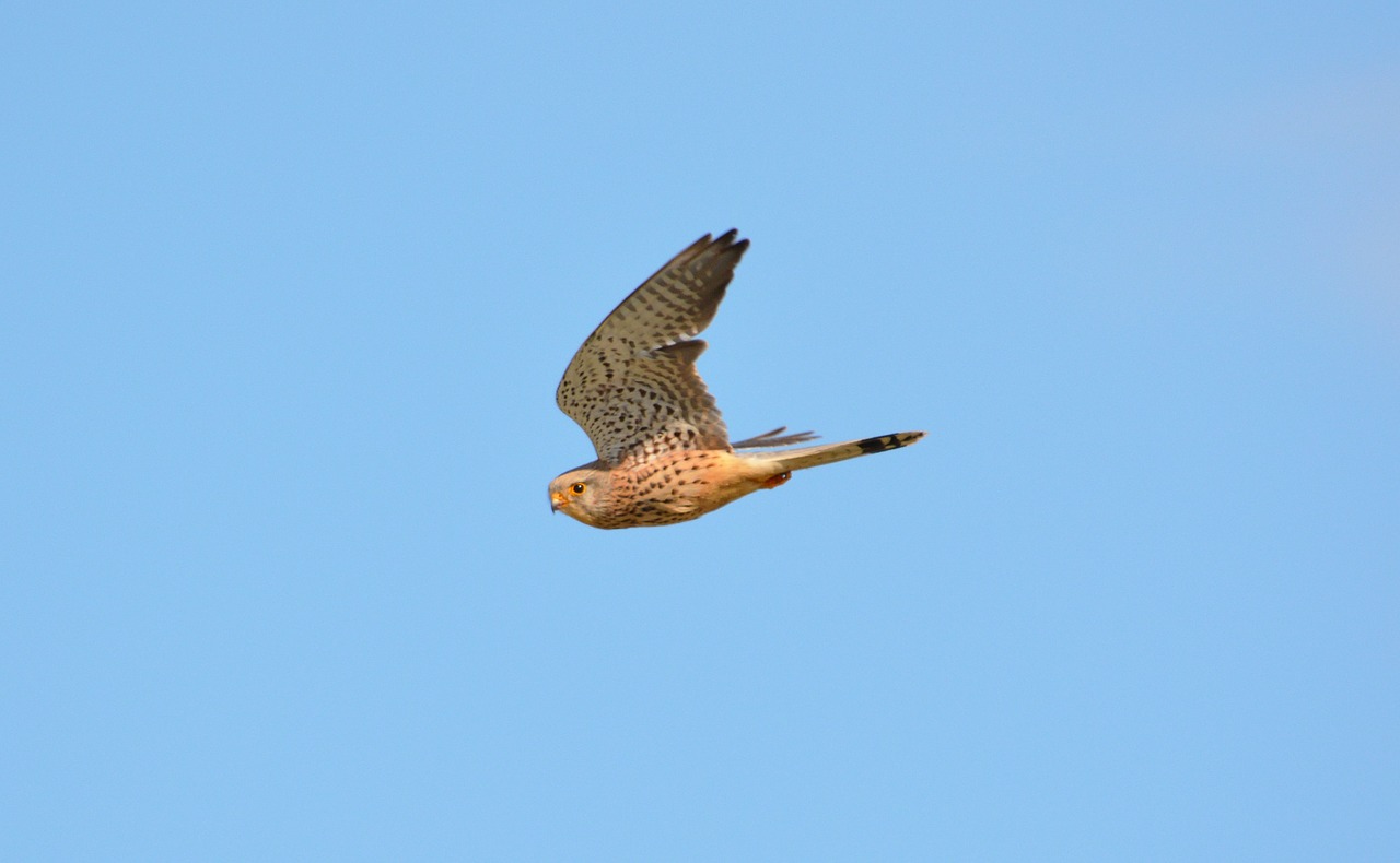 kestrel bird of prey bird free photo