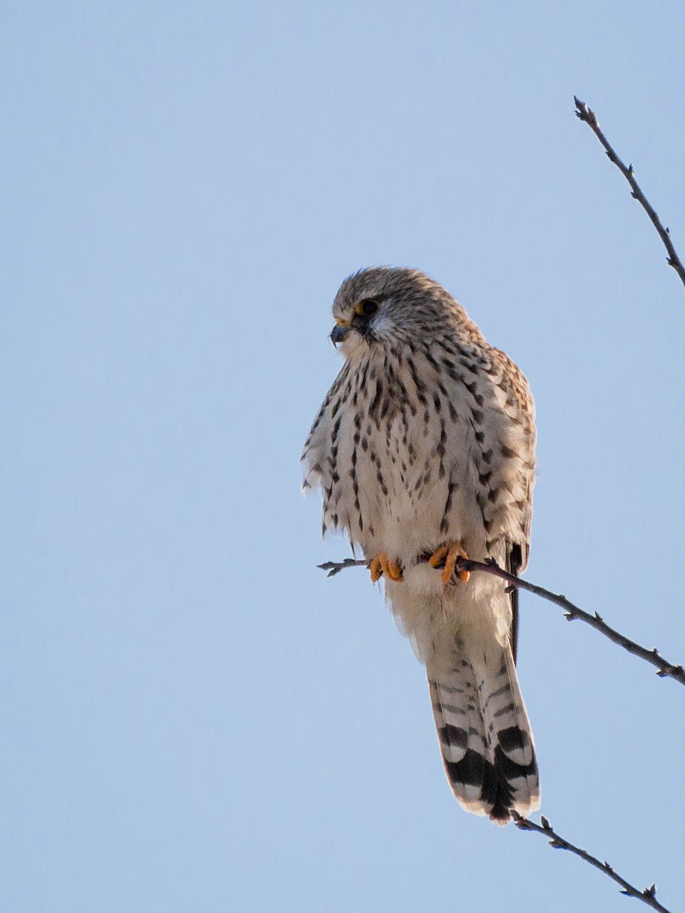 kestrel falcon bird free photo