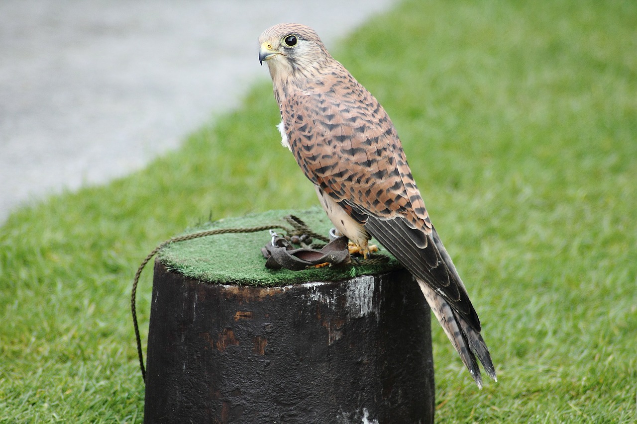 kestrel falco tinnunculus falcon free photo