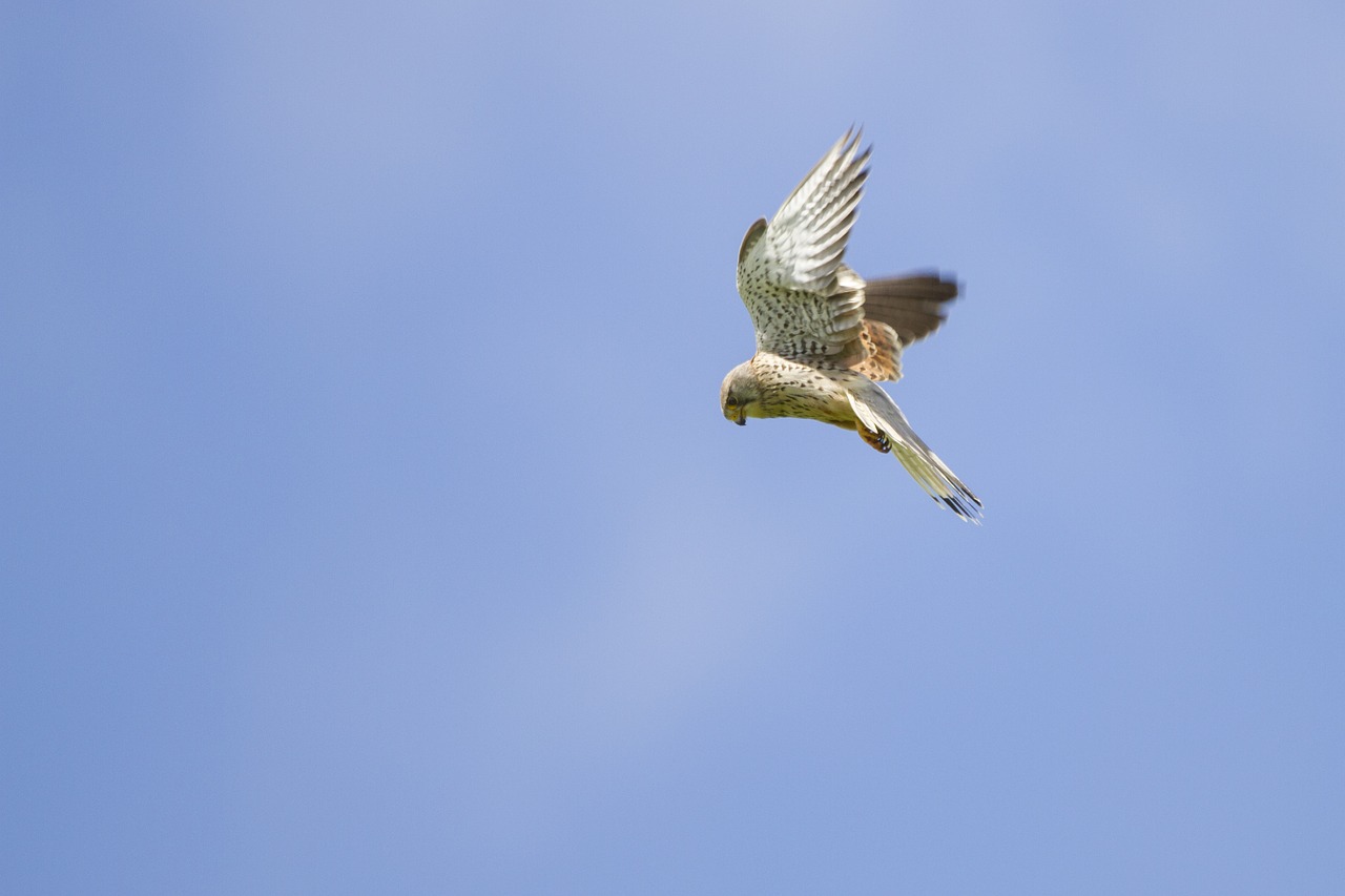 kestrel falcon vibrating flight free photo