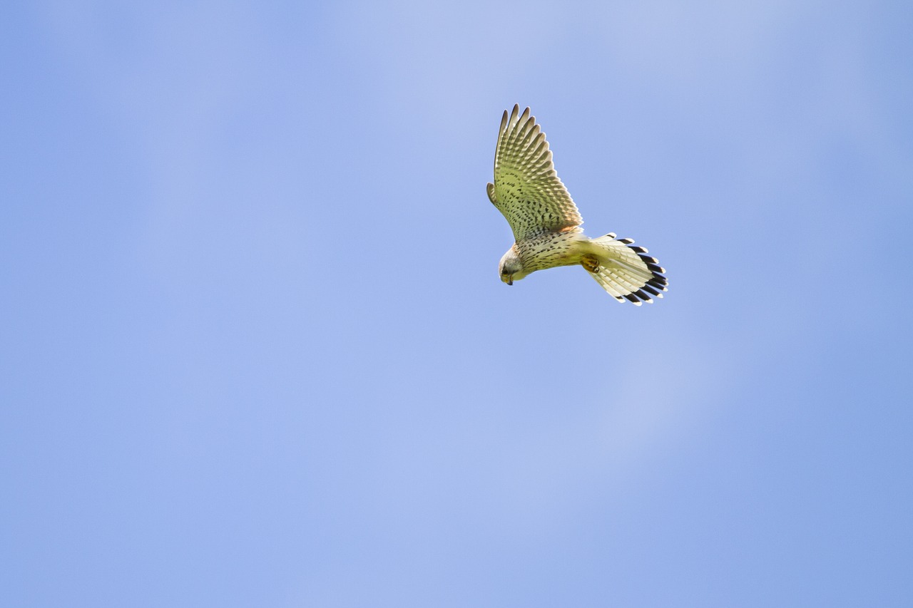 kestrel falcon vibrating flight free photo