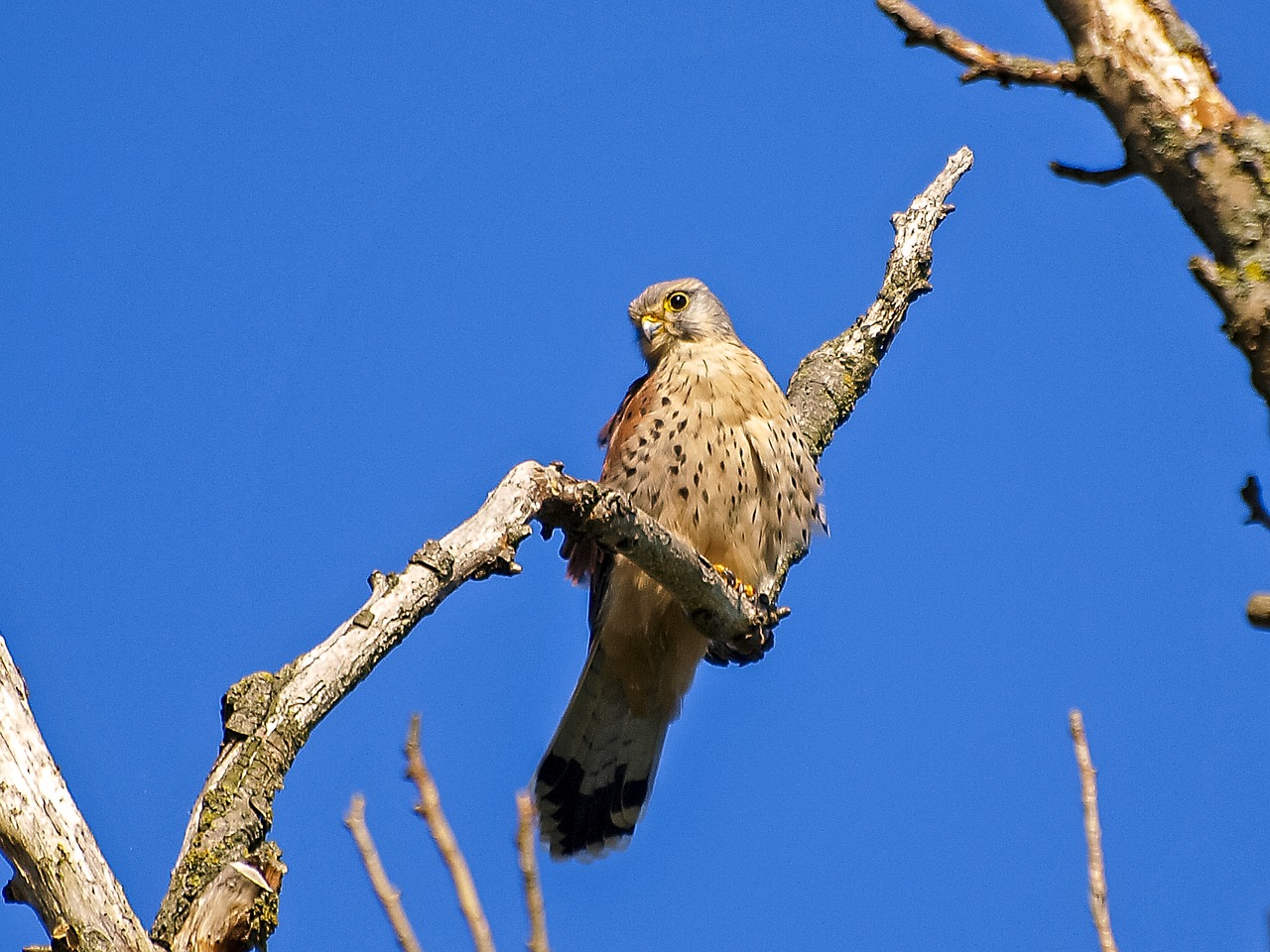 kestrel falcon raptor free photo