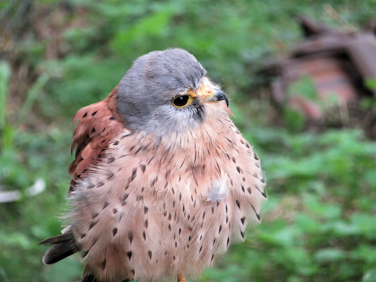 kestrel plumage bird free photo