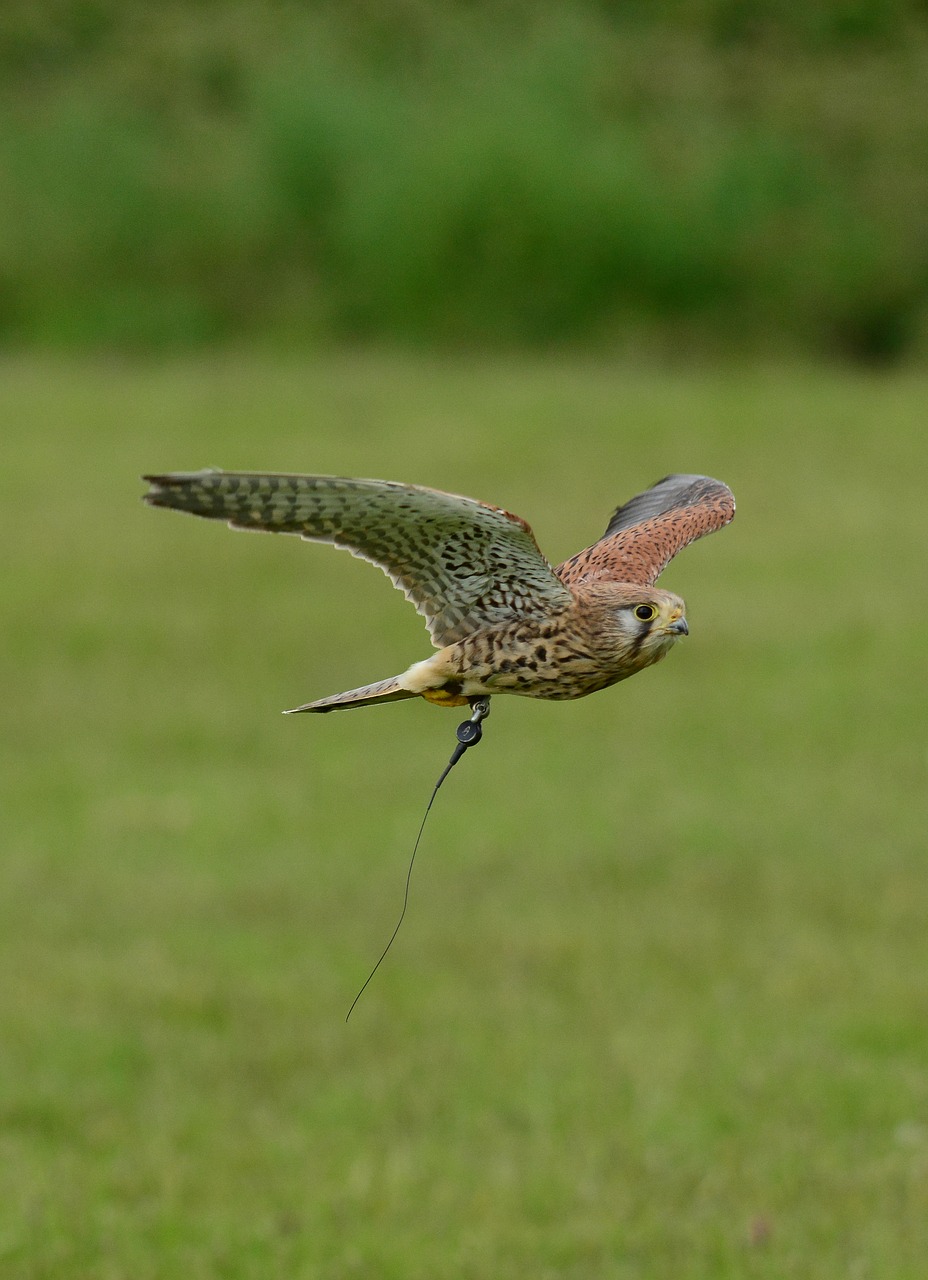 kestrel  hawk  bird free photo