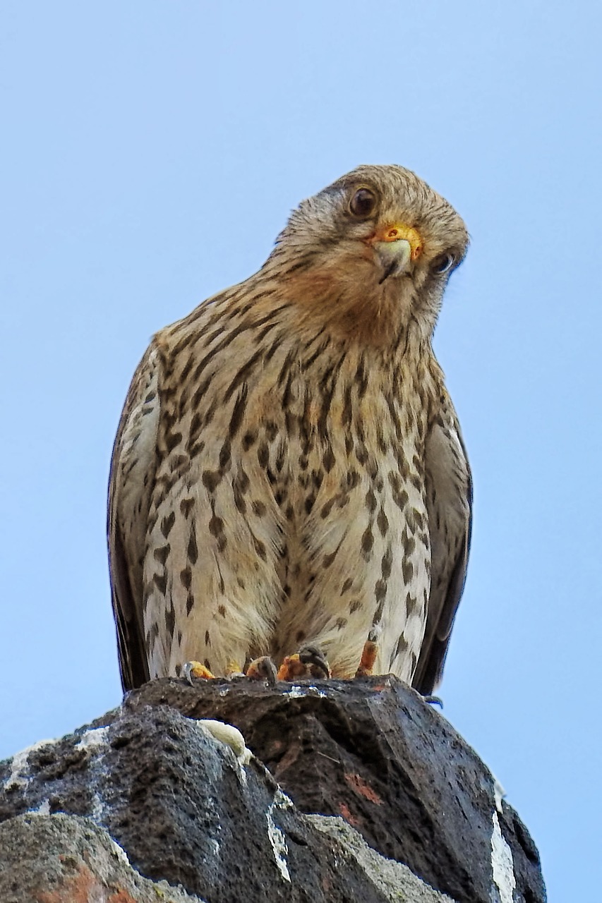 kestrel  falcon  bird free photo