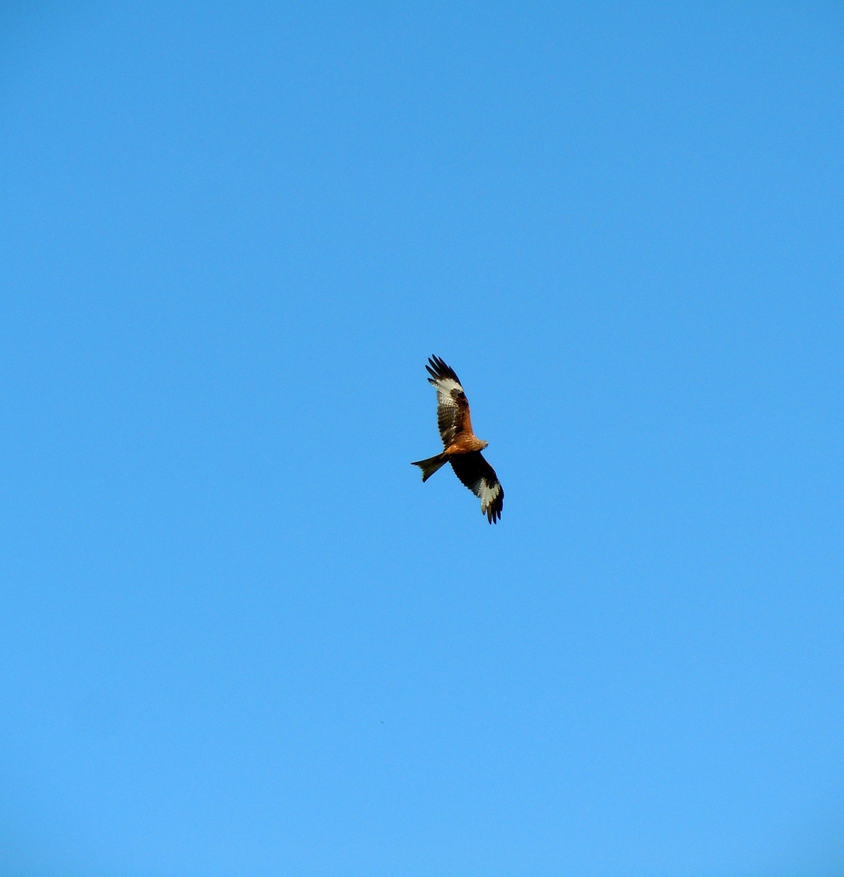 kestrel raptor bird flight free photo
