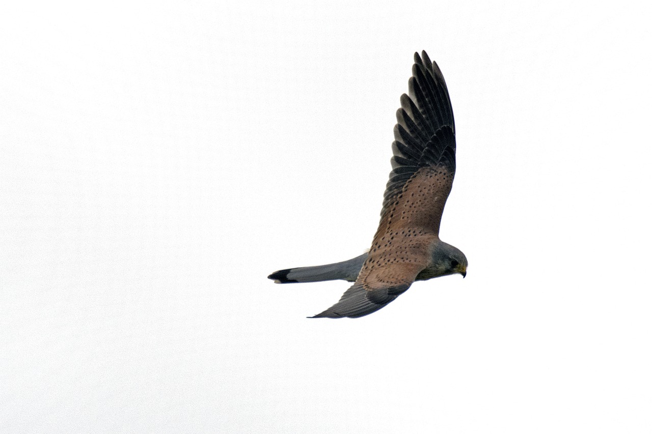 kestrel  falcon  terzel free photo