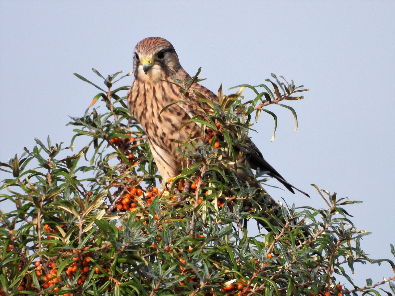 kestrel  bird of prey  falconry free photo