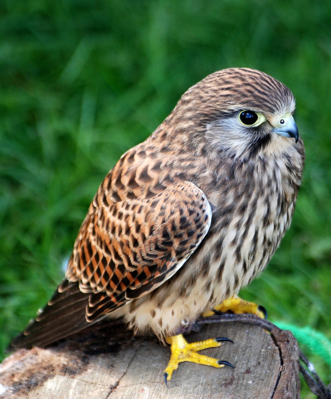 kestrel bird falconry free photo