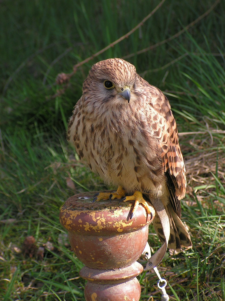 kestrel falco tinnunculus predator free photo