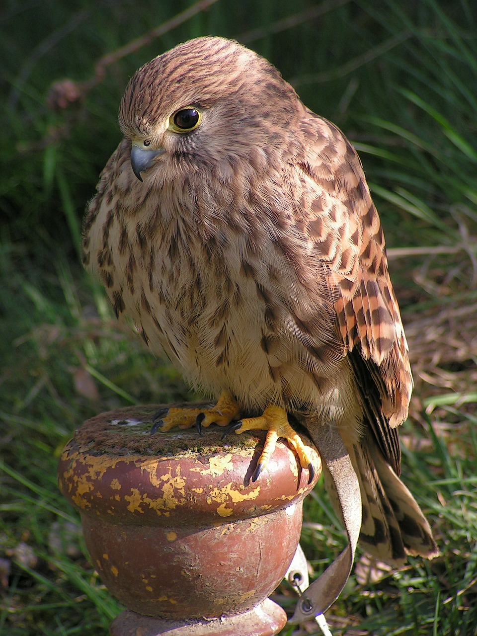 kestrel falco tinnunculus predator free photo