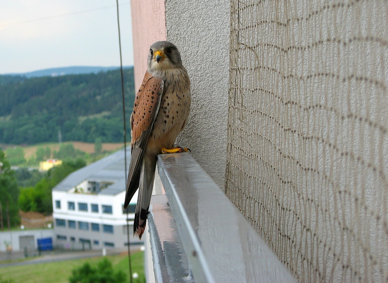 kestrel bird balcony free photo