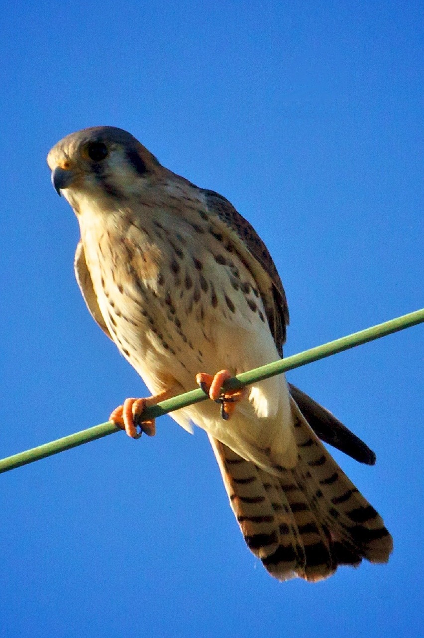 kestrel bird wildlife free photo