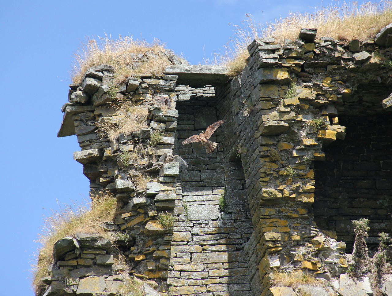 kestrels hawk old castle free photo