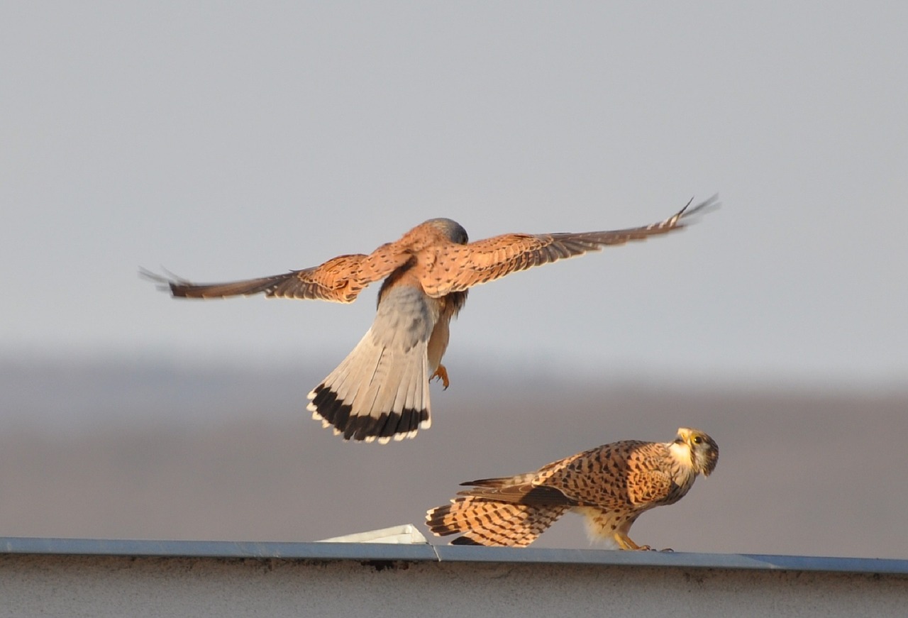 kestrels birds wildlife free photo