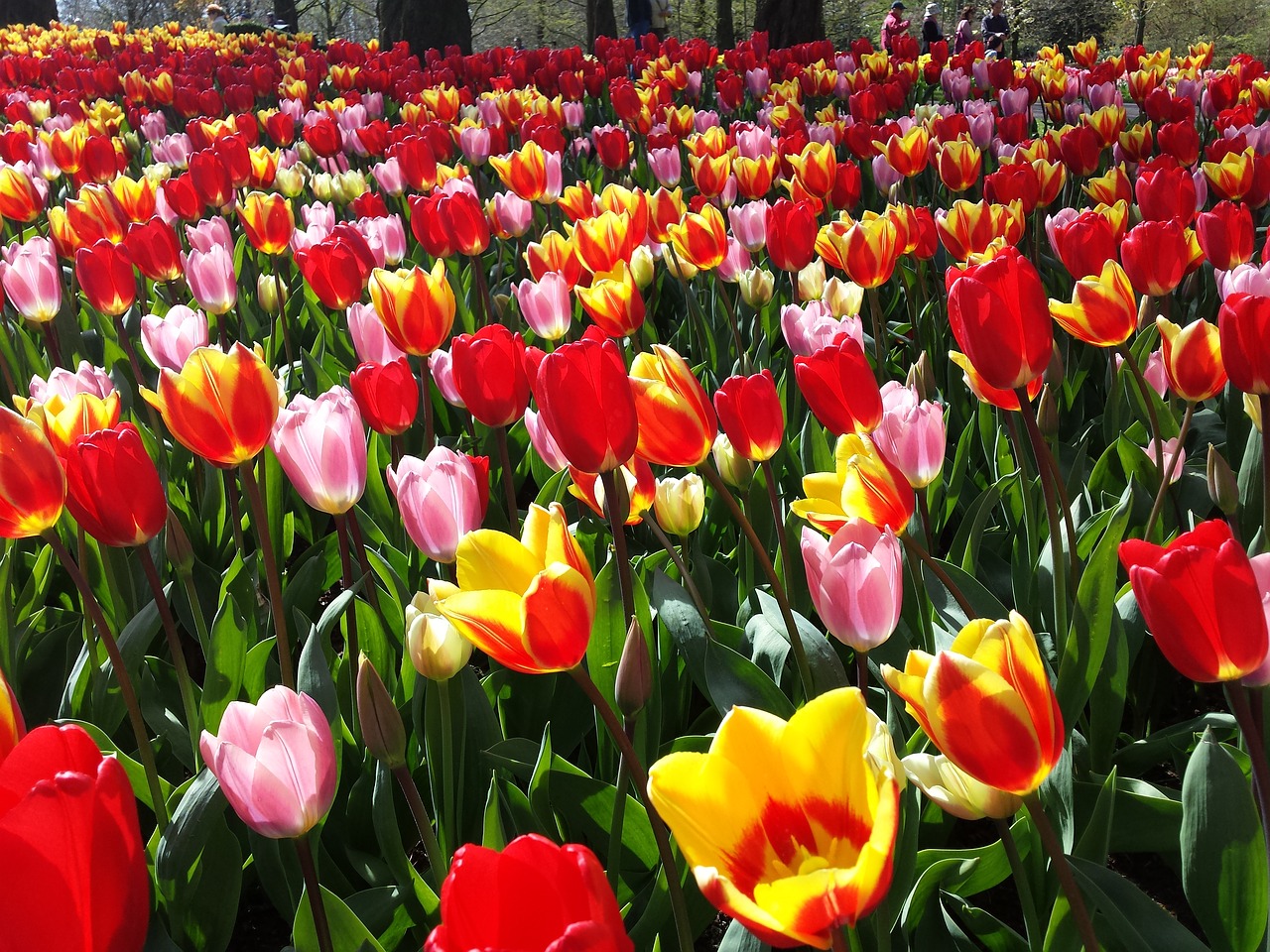 keukenhof tulip bed tulip free photo