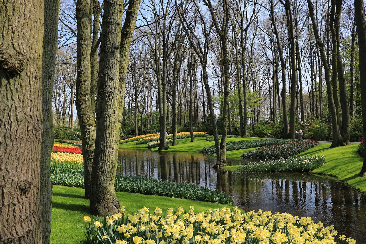 keukenhof bach tulips free photo