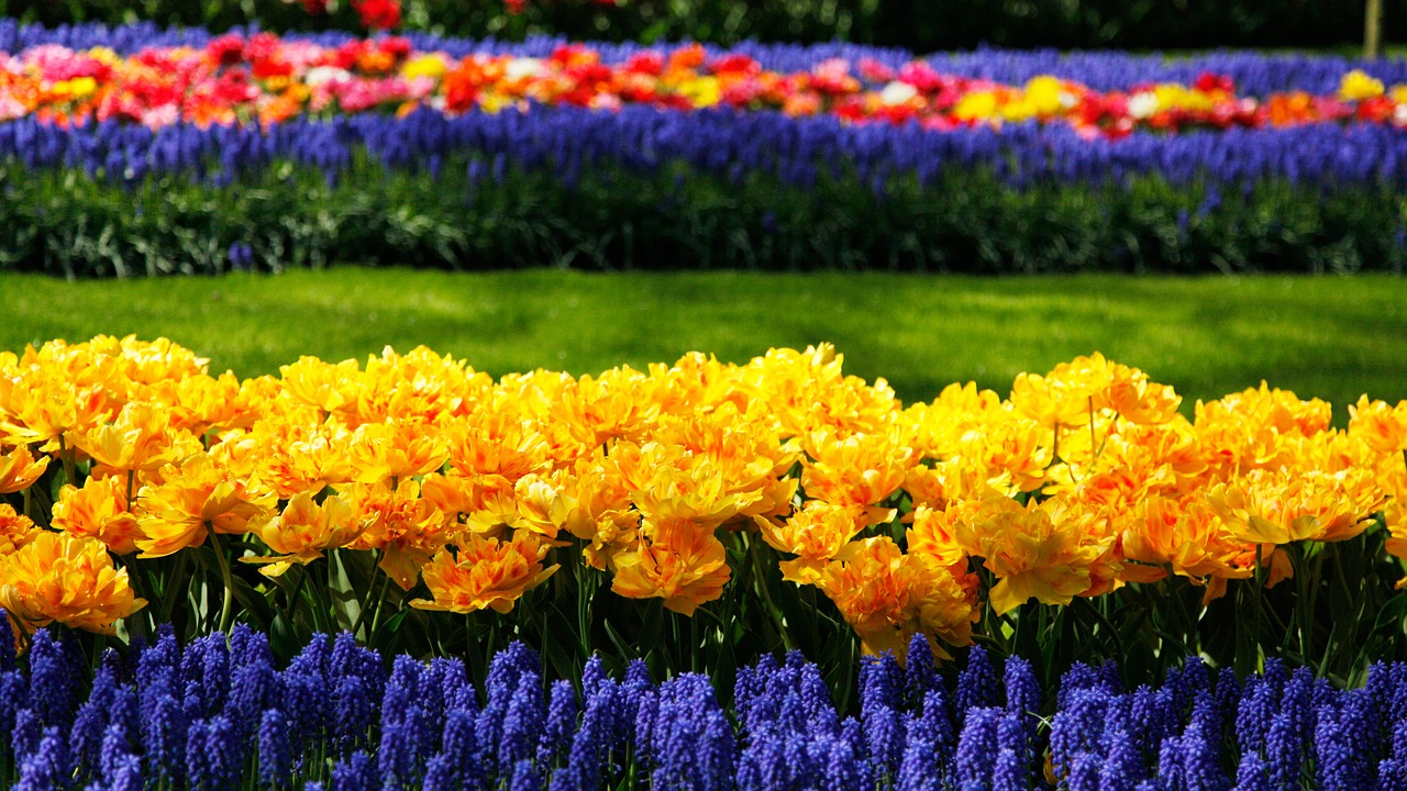 keukenhof flowers flower field free photo