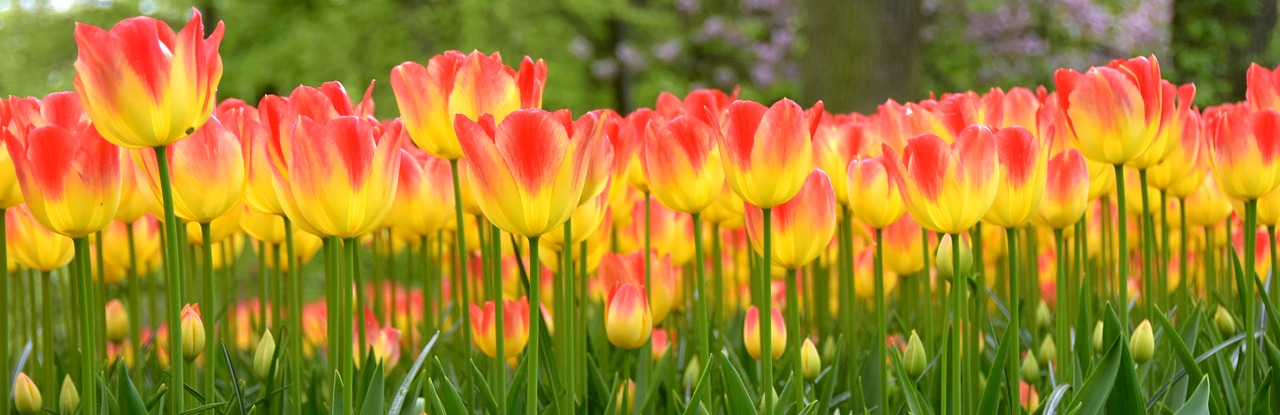 keukenhof  tulips  holland free photo