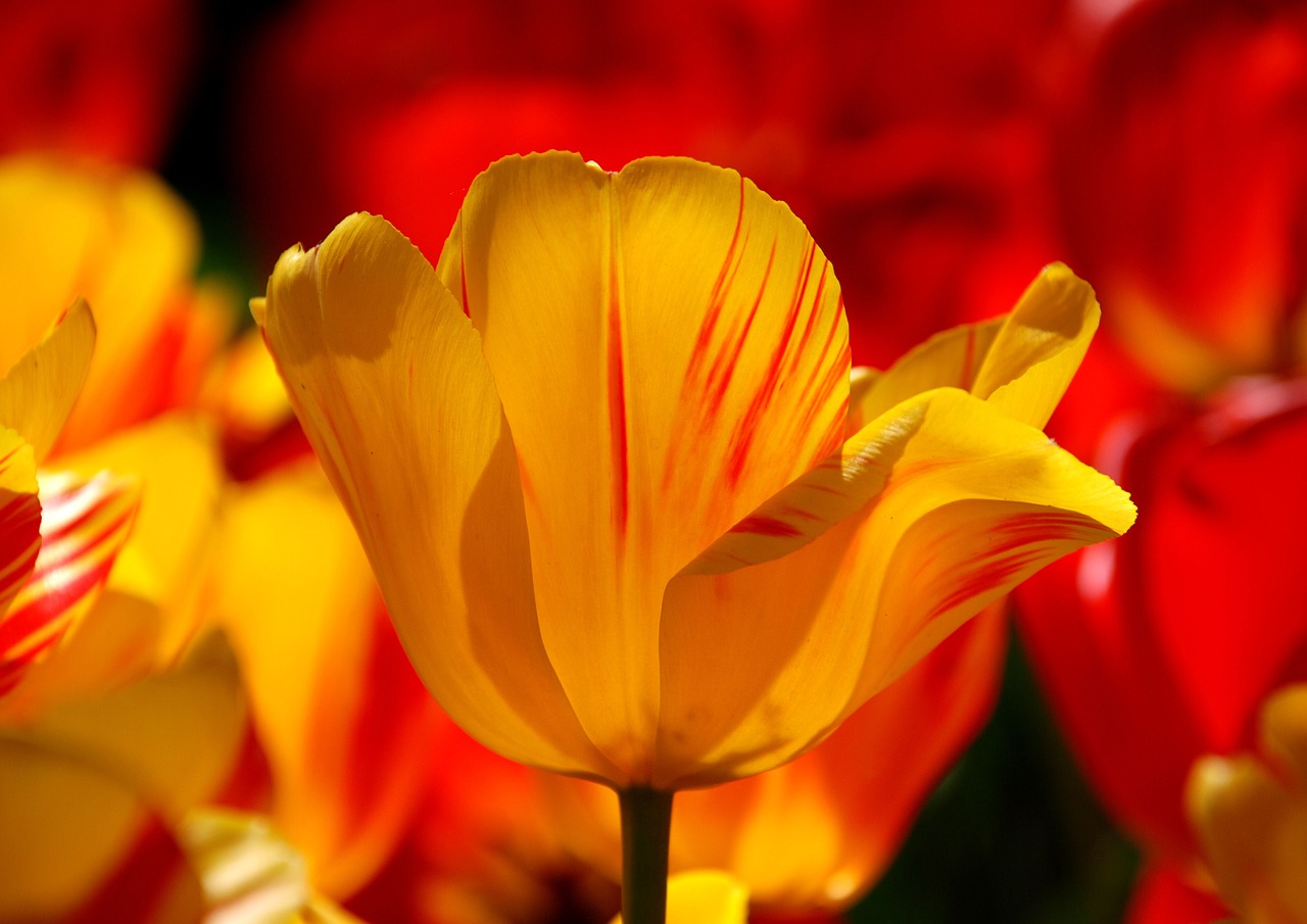 keukenhof  tulip  holland free photo