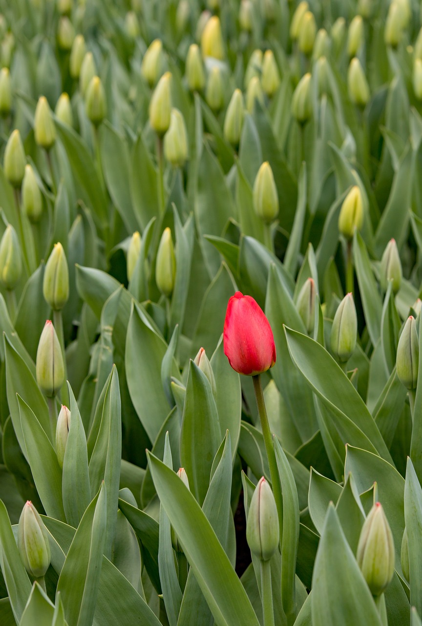 keukenhof  lisse  tulips free photo